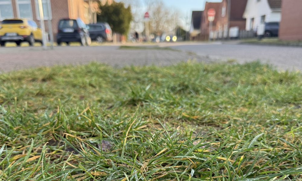 Kleine Rasenflächen lassen am Rande der Freudenthalstraße Versickerung zu.