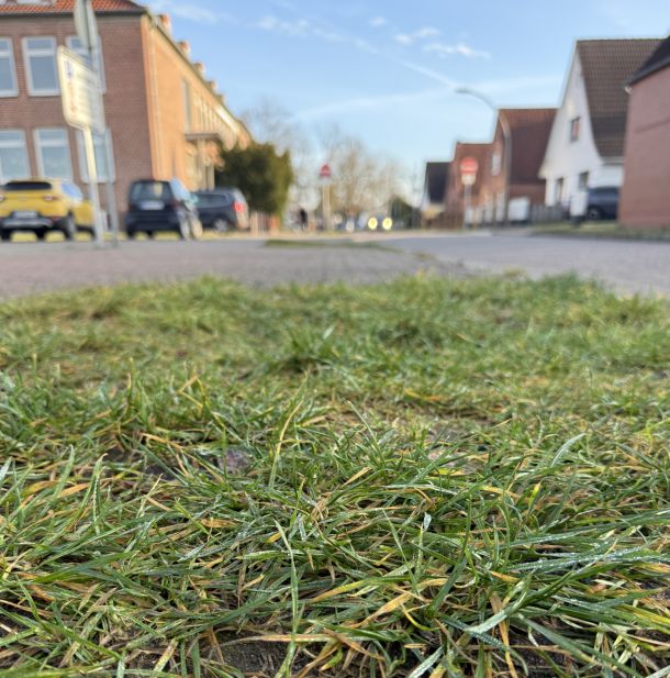 Kleine Rasenflächen lassen am Rande der Freudenthalstraße Versickerung zu.