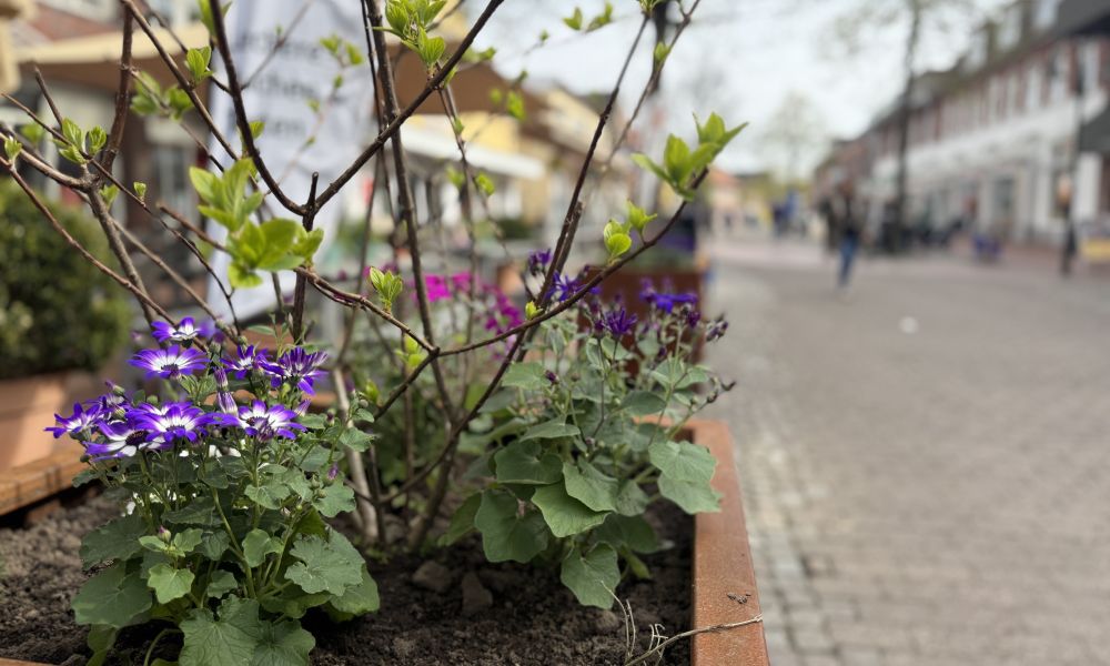 Grüner Punkt an der Großen Straße: Ein bepflanzter Kübel verschönert die Umgebung.