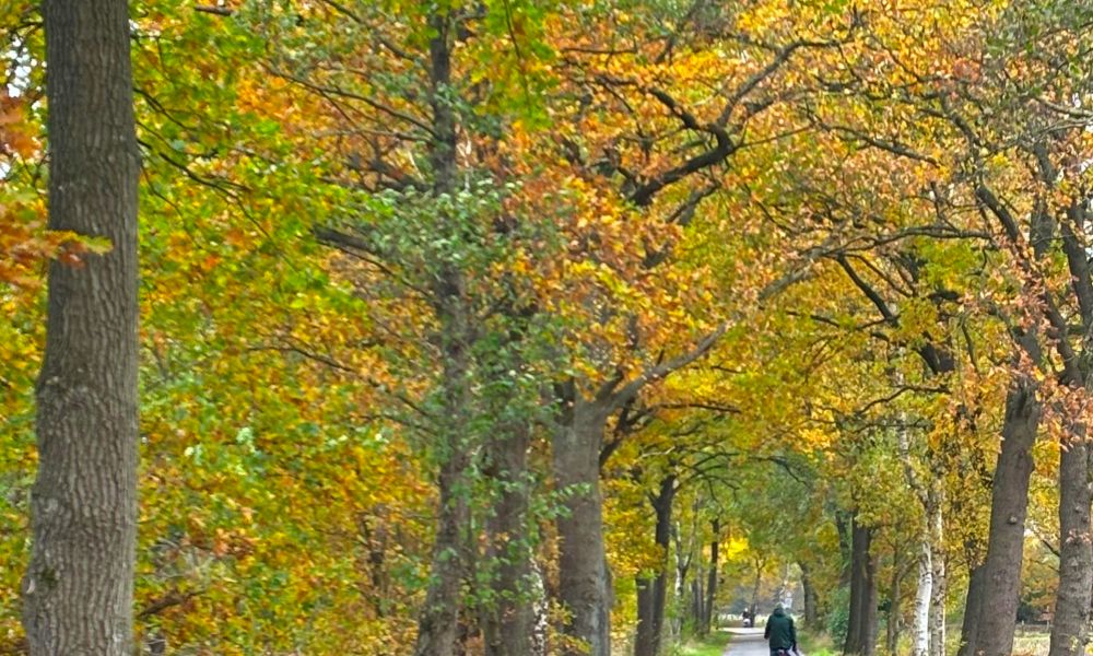 Alleen - wie hier eine am Rotenburger Mühlenende zu sehen ist - gibt es in Rotenburg nicht viele.