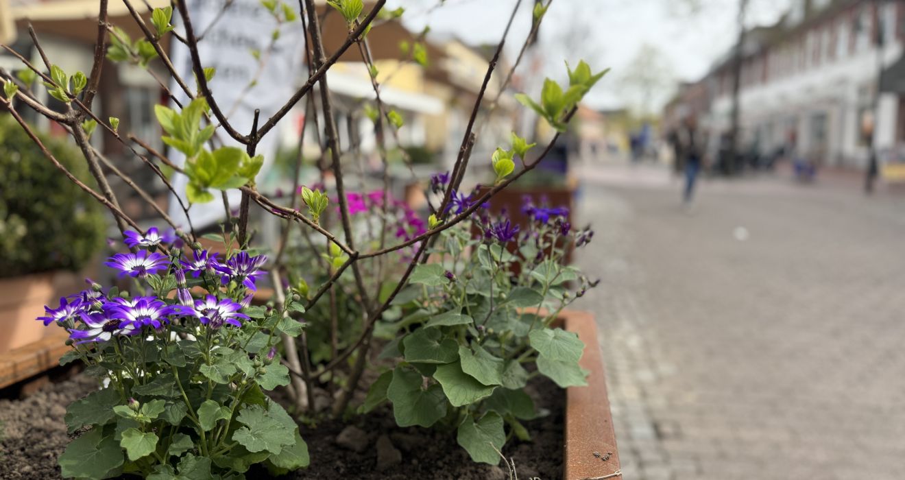 Grüner Punkt an der Großen Straße: Ein bepflanzter Kübel verschönert die Umgebung.