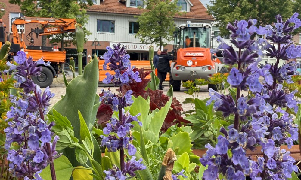 Stauden sind ausdauernd und bringen Farbe auf den Neuen Markt.