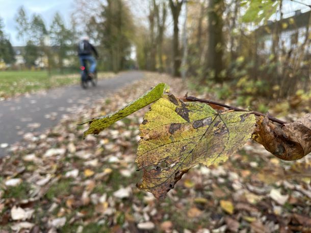Zu sehen sind Bäume und ein Ast mit Blättern am Sandhasenweg. Im Hintergrund fährt ein Radfahrer.